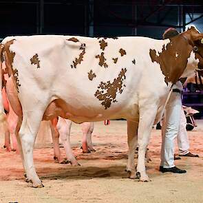 Ook op de tweede plaats liep een Jordy-dochter. P.M. Elza 222 van Pinkert is zeer groot en lang, met goede breedtematen, mooie overgangen en net als haar halfzus een super uier.