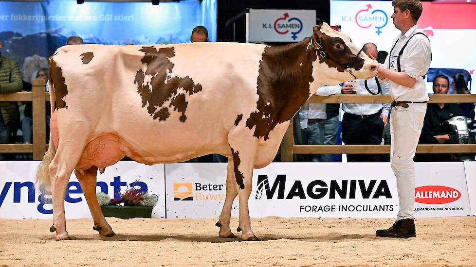 EK-ganger en voormalig reservekampioene op de NRM, Bossink Gerda 64 van Van der Kolk, kreeg de derde plaats toebedeeld. De grote, lange koe heeft een geweldige ribwelving en loopt op beste benen.