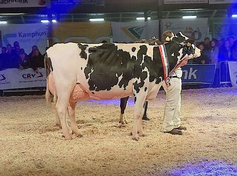 Amvh Tanja 1103 van Abbink werd middenklas- en algemeen kampioene bij de zwartbonten.