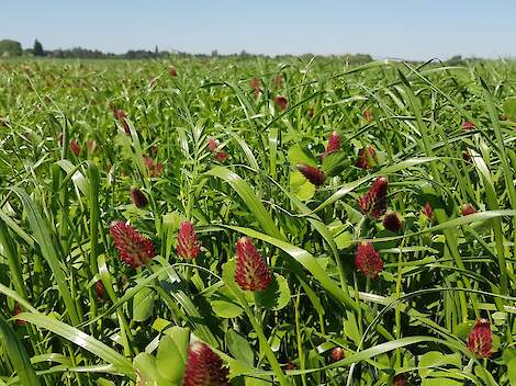 DSV TerraLife Landsberger Gemenge groenbemester