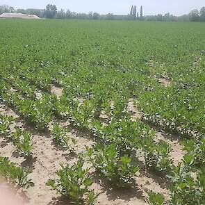 4 mei: Van der Weele heeft de veldbonen gespoten tegen chocoladebladvlekkenziekte. Een preventieve bespuiting, maar de eerste vlekjes zaten er al wel in als gevolg van de natheid vorige maand. Als het nu droog blijft, zou het gewas bespaard kunnen blijven