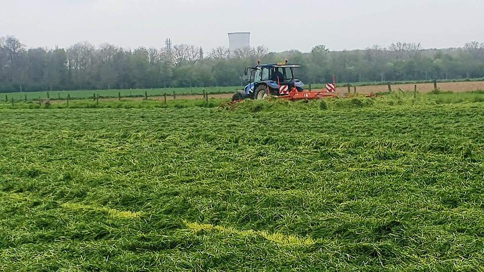 De dag erna schudden, het gras droogde maar traag in een bewolkt Zuid-Limburg