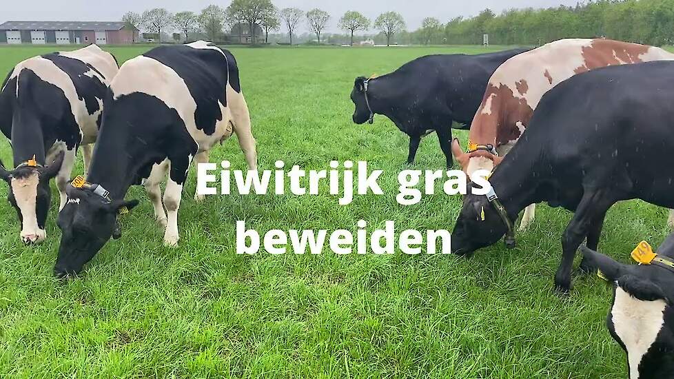 Eiwitrijk gras beweiden na de eerste snede | Bekijk de vers gras stand