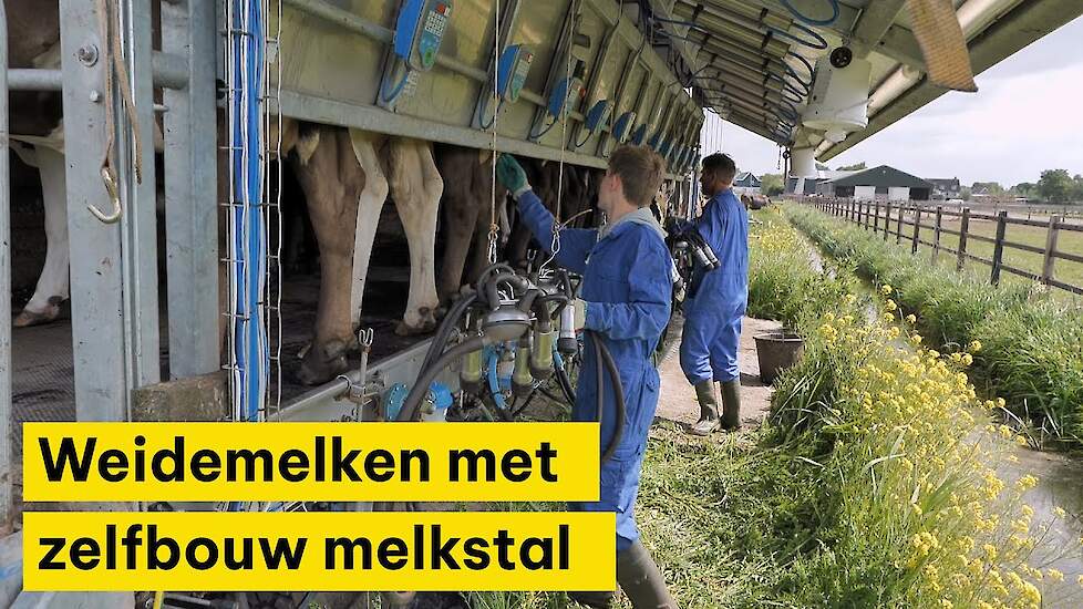 Melken in de weide, met zelfbouw melkstal