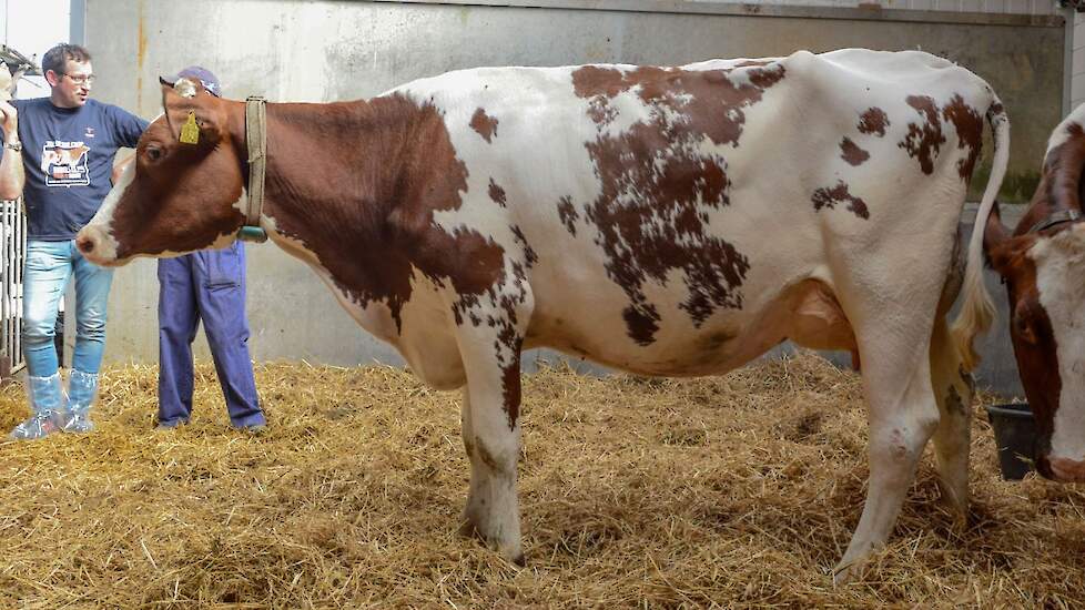 Alie 505 (v. Rubels-Red)  voorspelde 305-dagen productie (1e lactatie): 11.162 kg melk, 3,73% vet en 3,36% eiwit, LW108