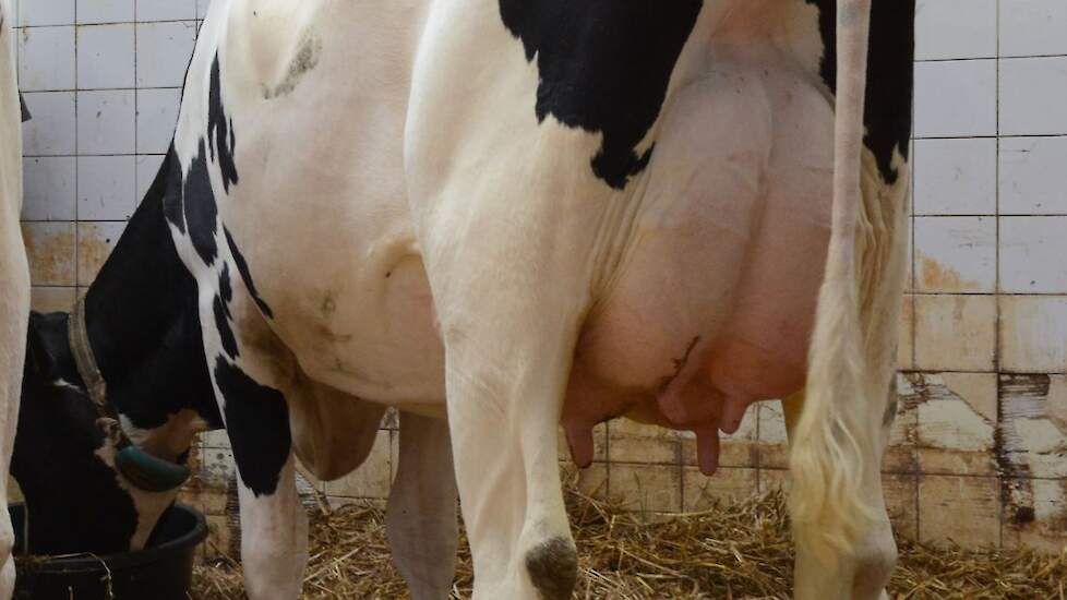 Mina 276 (v. Rubels-Red)  voorspelde 305-dagen productie(1e lactatie): 10.878 kg melk, 4,48% vet en 3,60% eiwit, LW 116