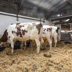 Rubelsdochters op de Retraitehoeve in Beers