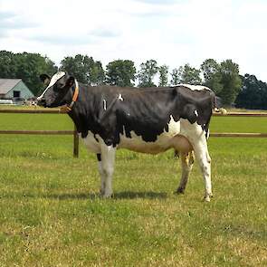 Dora 748 (v. Escalate)  Voorspelde 305-dagen productie (1e lactatie) : 11.504 kg melk met 3,87% vet en 3,41% eiwit- LW112