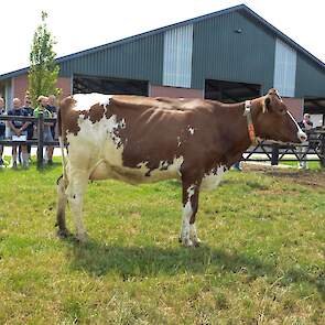 Gretha 103 (v. Rubels-Red)  Voorspelde 305-dagen productie (1e lactatie) : 10.082 kg melk met 3,83% vet en 3,30% eiwit - LW 99