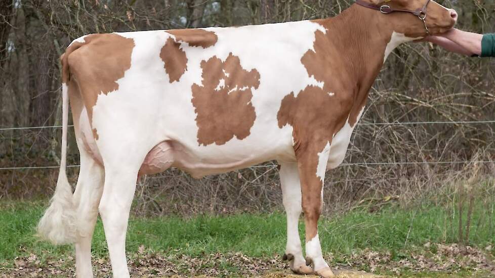 American Emma 6 (F86 T87 U88 B86 AV 87) Voorspelde 305-dagen productie: 9.578 kg melk met 4,19% vet en 3,80% eiwit - LW99