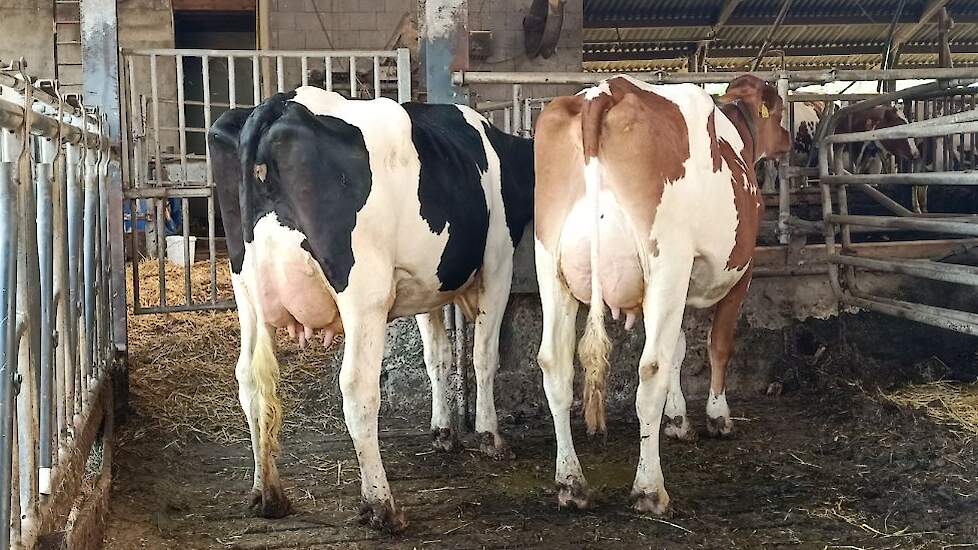 American Geertje 63 (v. Rubels-Red) en American Emma 6 (v. Rubels-Red) Voorspelde 305-dgn productie American Geertje 63 - 11.469 kg melk - 4.15%v - 3,63%e - LW 107