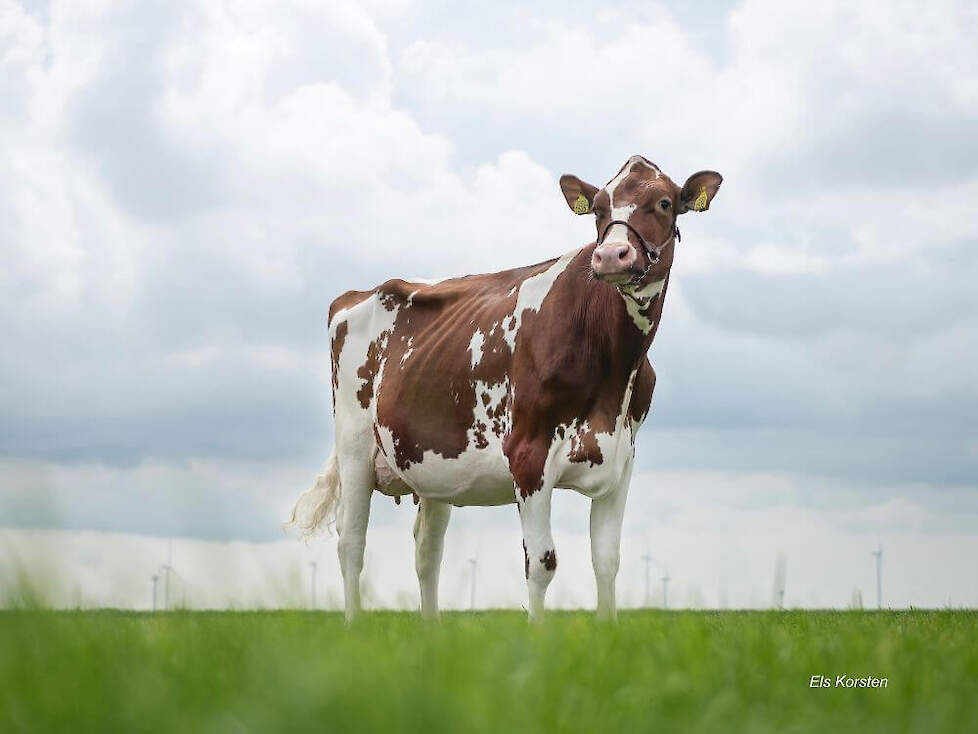 Pietje 89 (v. Rubels) 305-dgn. Productie 9.042 kg melk, 371 kg v en 303 kg e (1e lact). De stier Rubel-Red wordt Smit nog steeds ingezet.