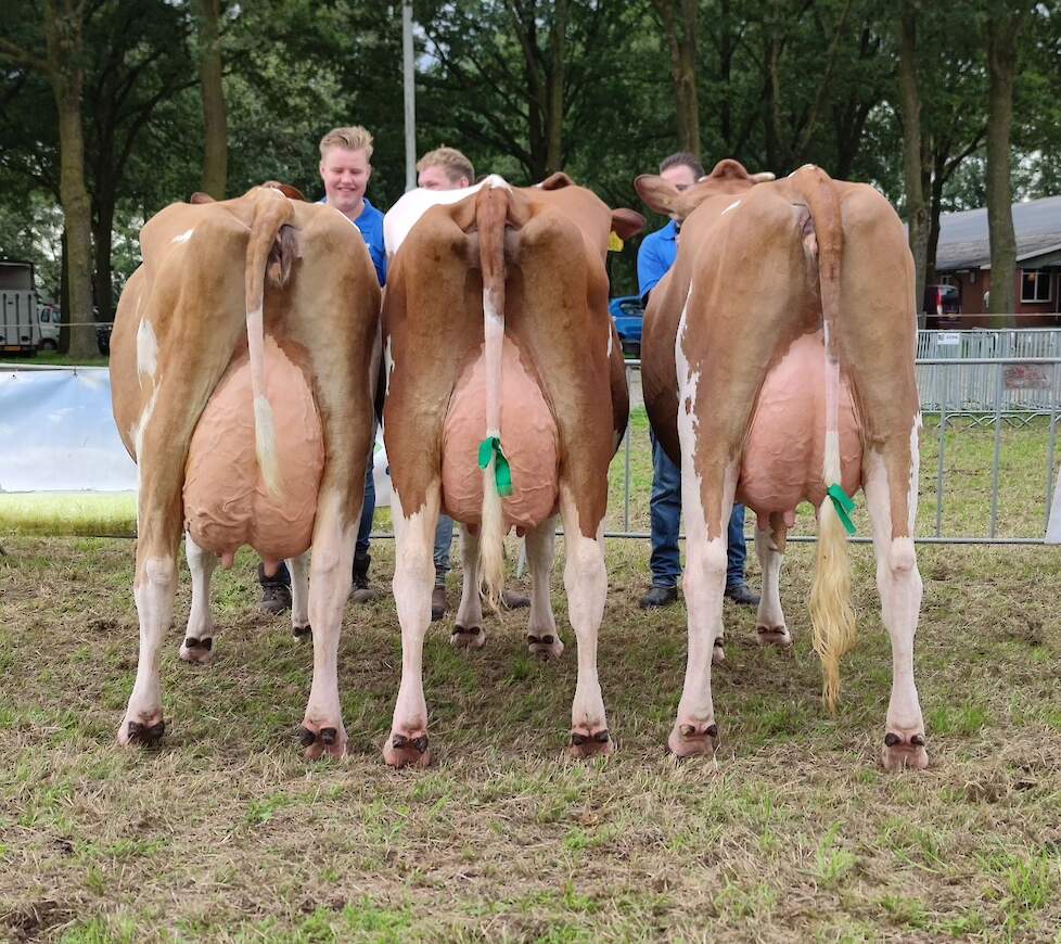 Bronnikreef behaalde de ultieme fokkersprestatie met zijn bedrijfsgroep: de roodbonte kampioensgroep bestond uit moeder Karla 32 met twee dochters.