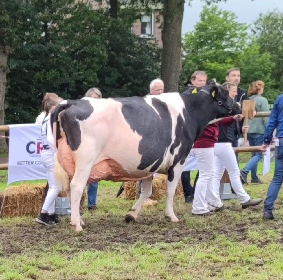 De imponerende Drouner Ria 1420 werd seniorenkampioene.