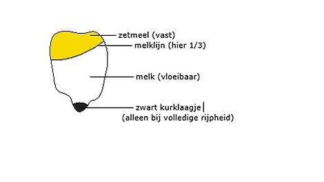 Melklijn in maïs ter beoordeling rijpheid korrel