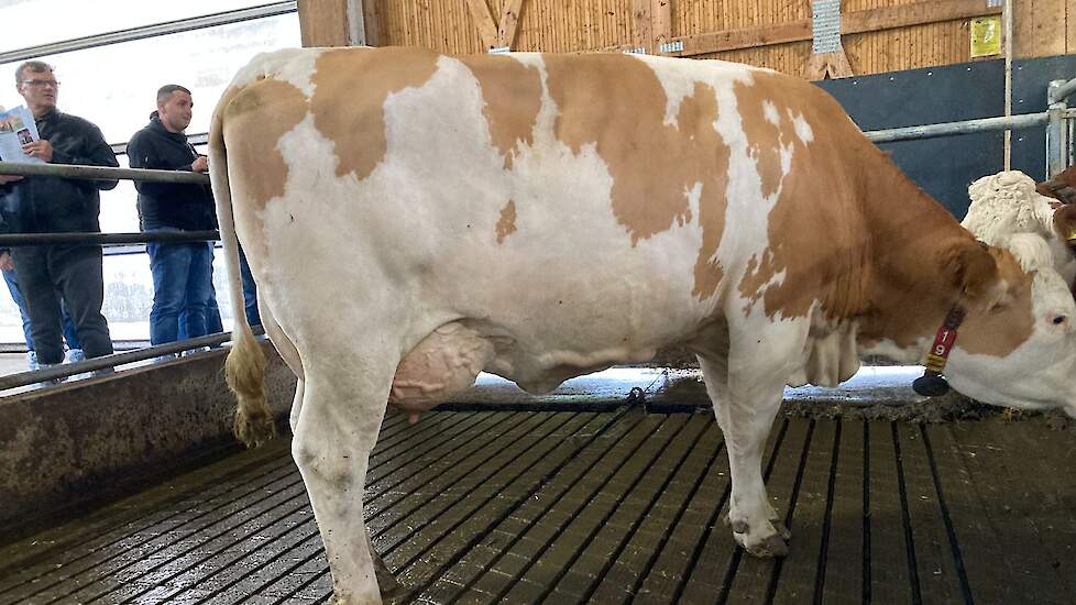 Van de in Nederland veel gebruikt stier Hokuspokus zagen we onderweg deze 2e kalfs dochter met een goede conditie, een mooi lang uier en 40 liter daags.