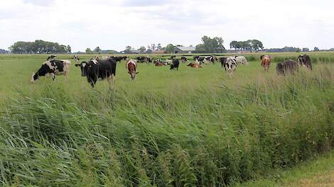 Melkveehouder uit Groningen ligt opeens in NV-gebied: ‘Melkprijs van 65 cent nodig’