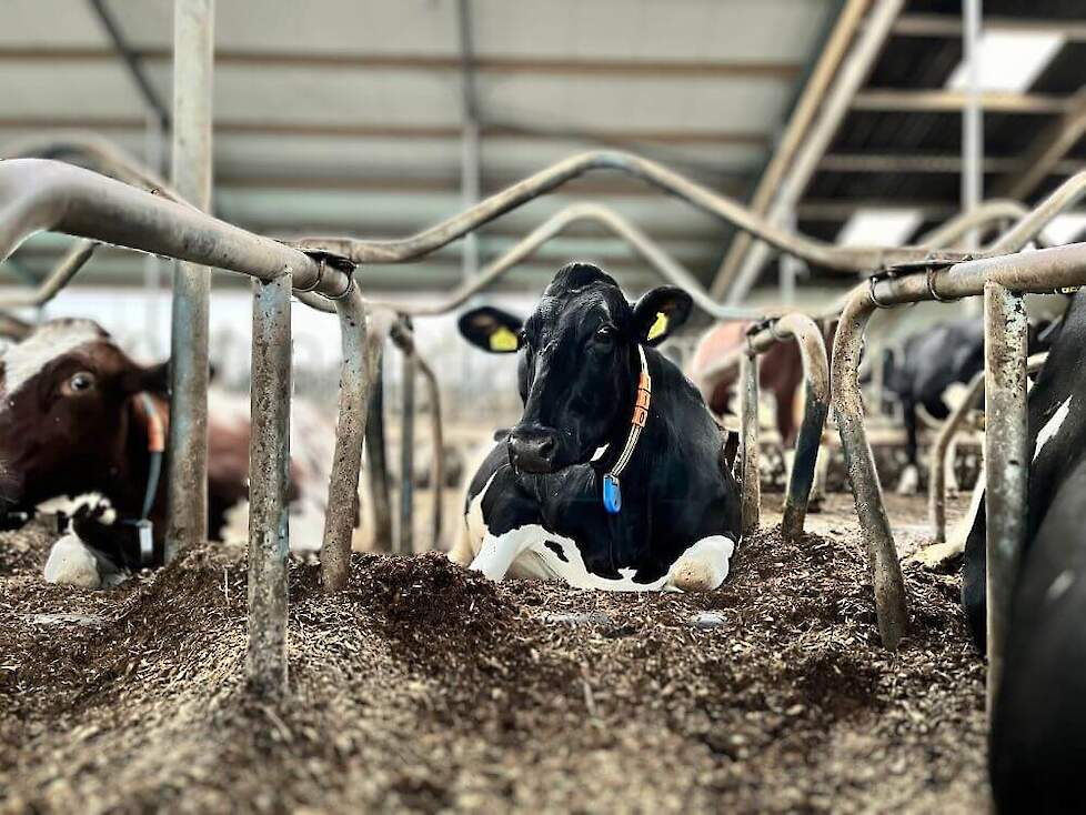 Diepstrooiselboxen zorgen op beide bedrijven voor veel comfort