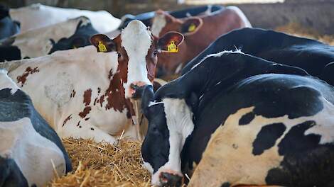 Wijzigingen KringloopWijzer: forfaitaire stikstofexcretie biomelkkoe 12 procent hoger