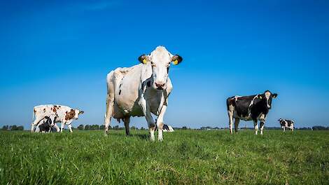 Alfa in Cijfers die Spreken: “Extensiveren een optie voor toekomst melkveehouderij?”