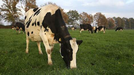 ‘Gras kampt nu al met tekort aan kali’