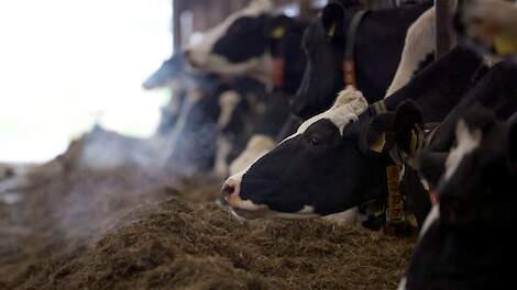 Melkveehouderijen onder de loep: een cijfermatige duik in extensief versus intensief