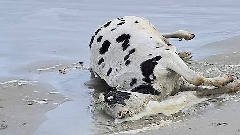 Dode runderen spoelen aan op de Bretonse kust