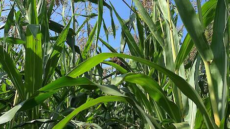 Mengteelt sorghum en mais steeds populairder