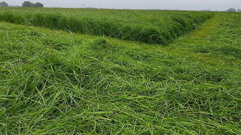 Dreigend kalium tekort op grasland