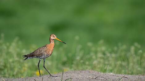 Boerenlandvogels deden het in 2023 redelijk goed in Noord-Holland