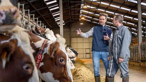 De effectieve aanpak bij een hoog celgetal en uierontsteking door S. aureus