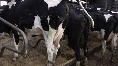 Melkveehouderij onder plafond voor fosfaat en stikstof