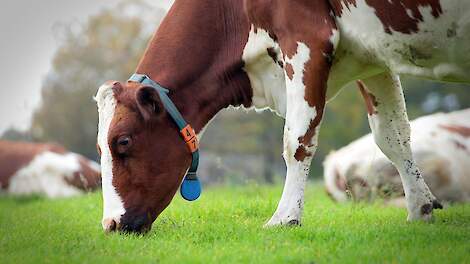 Gras kampt steeds vaker met een gebrek aan kali