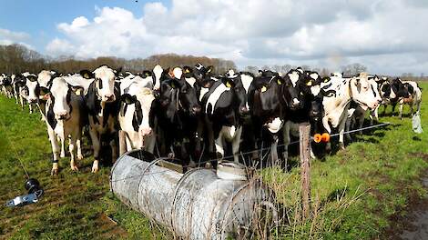 Dubbele aanmelding noodzakelijk voor verlengde weidegang binnen ecoregelingen