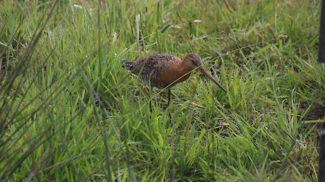 Overijssel: ‘omgevingswet biedt ook weidevogels bescherming’