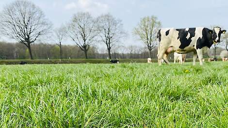 Hoe haal je meer melk uit ruwvoer?