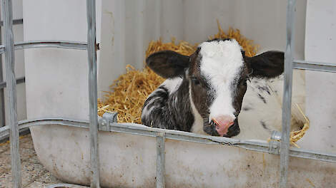 Dierwaardigheid in twee fasen