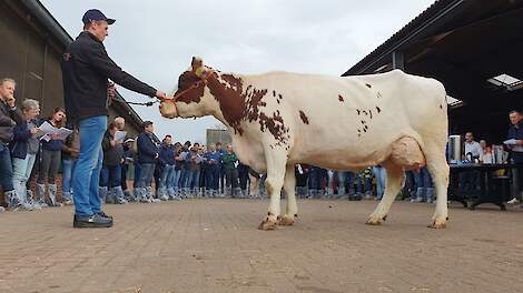 Joze 145 gehuldigd als MRIJ-Koe van het Jaar