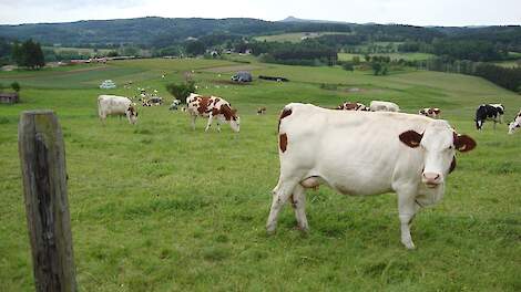 Frankrijk komt met steunmaatregelen veehouderij