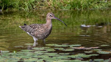 Drenthe stelt subsidie beschikbaar voor het behoud en herstel van weidevogels