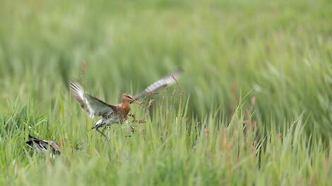 Jarenlang onderzoek: weidebeheer tegen achteruitgang vogelstand in Zuid-Holland