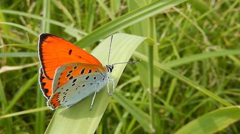 Agrarisch gebied ondervertegenwoordigd bij monitoring vlinders