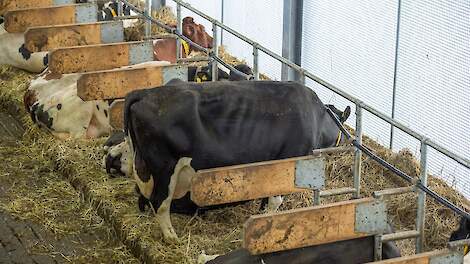 Fotoserie: Nieuwe stal met diepstrooisel met dikke laag stro