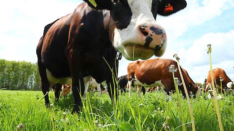 Subsidie behoud graslandareaal stijgt mee met de mestafzetkosten