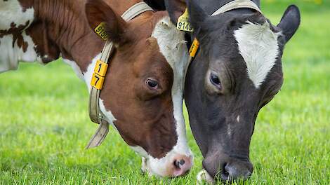 ‘Graslandnorm zet de melkproductie onder druk’