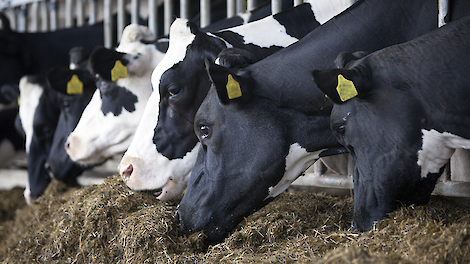 Glucogene energie helpt bij het verbeteren van de energiehuishouding