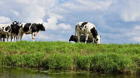 Biohuis: helft bio-melkveehouders in knel door graslandnorm