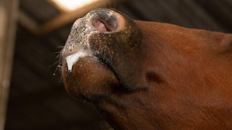 Royal GD onderzoekt percentage runderen en schapen met antistoffen blauwtongvirus