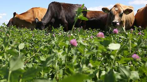 Provincie Limburg stimuleert de inzaai van ruim 500 hectare kruidenrijk grasland