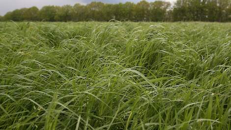 Eiwitgehalte vers gras duikt naar beneden